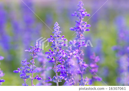 Blue Salvia (salvia farinacea) flowers blooming Blue Salvia (salvia farinacea) flowers blooming 16307061