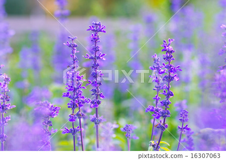 Blue Salvia (salvia farinacea) flowers blooming Blue Salvia (salvia farinacea) flowers blooming 16307063
