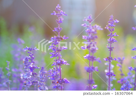 Blue Salvia (salvia farinacea) flowers blooming Blue Salvia (salvia farinacea) flowers blooming 16307064