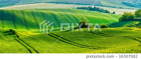 Moravian rolling landscape 16307082