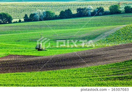 Moravian rolling landscape 16307083