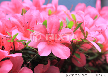Pelargonium geranium group bright cerise  16307392