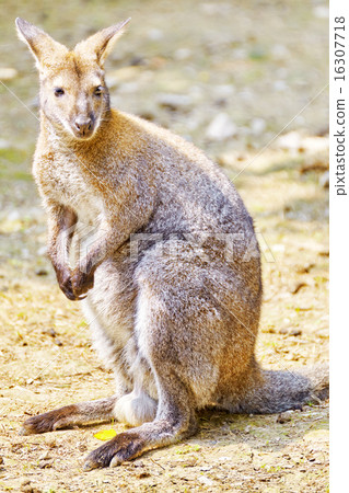 Cute Kangaroo. Cute Kangaroo. 16307718