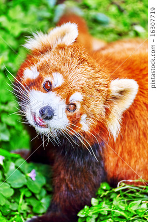 Cute Red Panda. 16307719