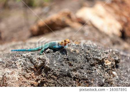 yellow and green lizard yellow and green lizard 16307891