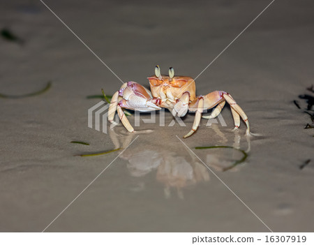 Crab on gray sand Crab on gray sand 16307919