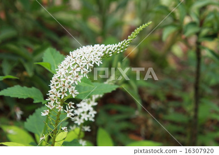 Okatrano Okatrano 16307920