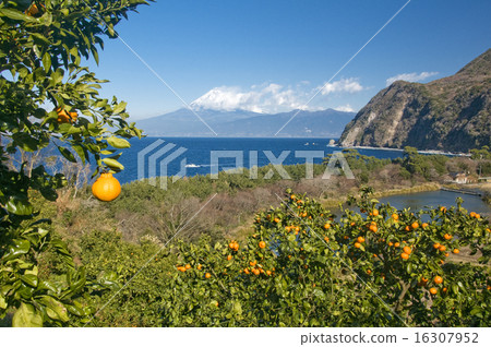 Mt. Fuji in an oranges field 16307952