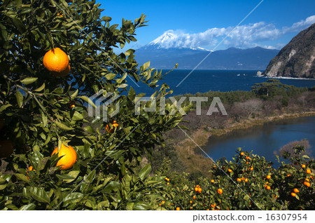 Mt. Fuji in an oranges field 16307954