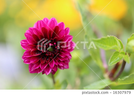 Dahlia Dahlia 16307979