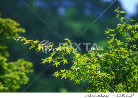 Fresh green maple 16308134