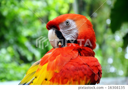 macaw peening 16308135