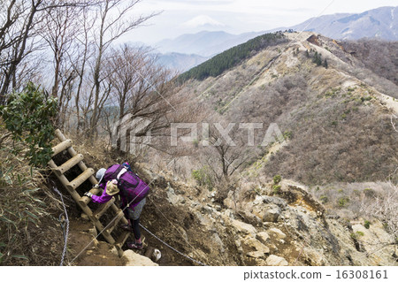 Tanzawa front ridge Climbers heading towards Mt. Fuji and Owio Sanso 16308161