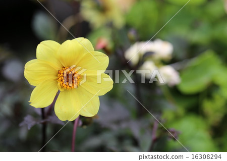 Flowers Flowers 16308294