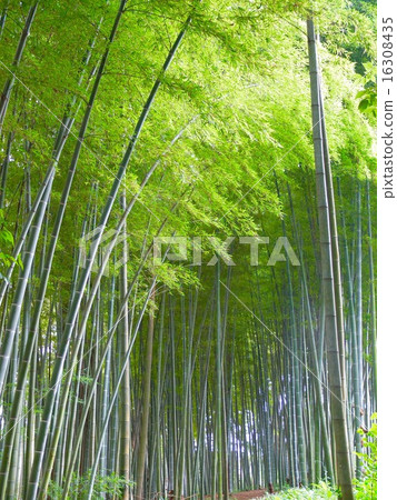 Bamboo grove in early summer Bamboo grove in early summer 16308435