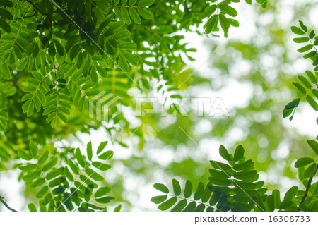 Green tree shade 16308733