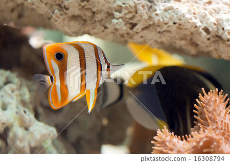 life in aquarium life in aquarium 16308794