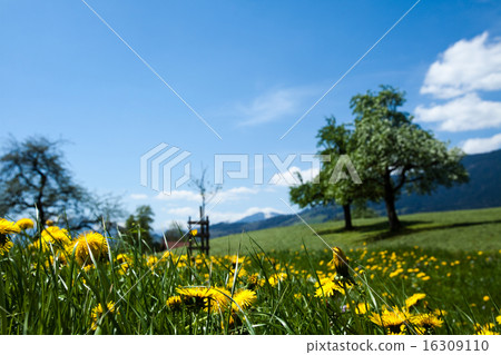 Alps spring, natural colorful tone 16309110