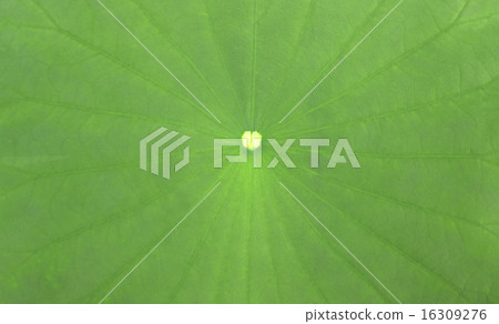 lotus leaf lotus leaf 16309276