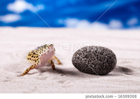 Gecko, bright colorful vivid theme 16309308