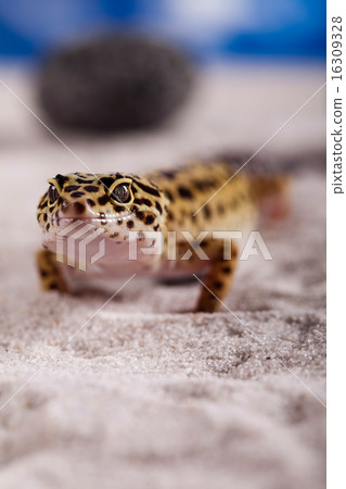 Gecko, bright colorful vivid theme Gecko, bright colorful vivid theme 16309328