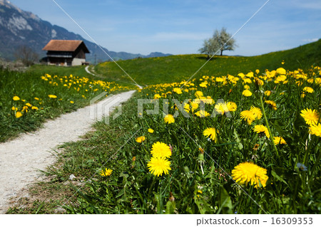 Spring landscape in mountains, Alps 16309353