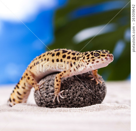 Young Leopard gecko a white background Young Leopard gecko a white background 16309642