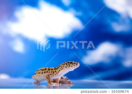 Young Leopard gecko a white background 16309674