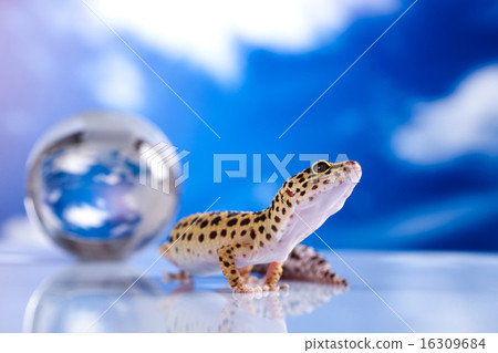 Young Leopard gecko a white background Young Leopard gecko a white background 16309684