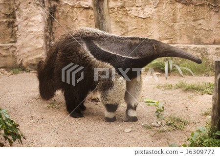 Giant Anteater Giant Anteater 16309772