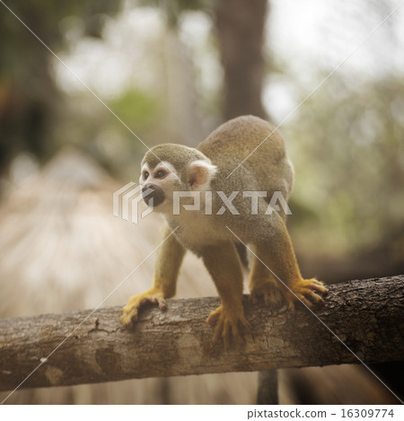Common Squirrel Monkey Common Squirrel Monkey 16309774