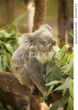 koala eating eucalyptus leaves koala eating eucalyptus leaves 16309775