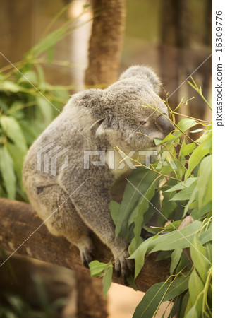 koala eating eucalyptus leaves koala eating eucalyptus leaves 16309776