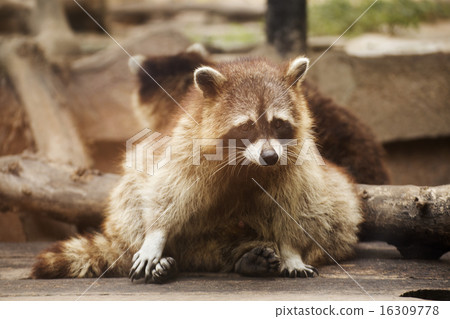Cute raccoon Cute raccoon 16309778
