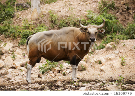 Wild Cattle Wild Cattle 16309779