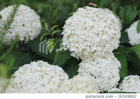 hydrangea hydrangea 16309802