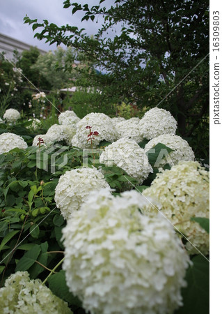 hydrangea hydrangea 16309803