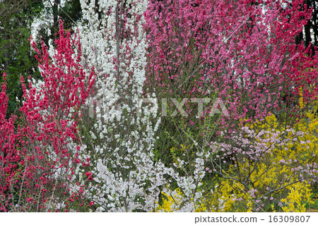 花 16309807