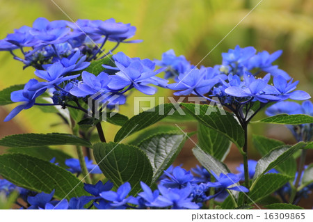 hydrangea   16309865