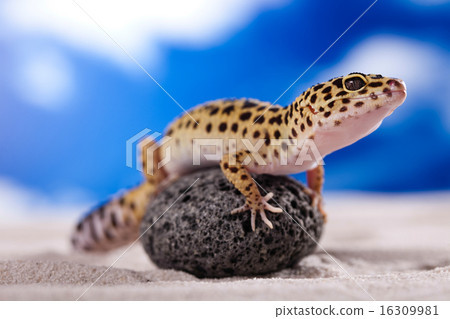 Leopard gecko, bright colorful vivid theme 16309981