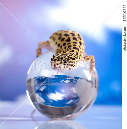 The gecko, bright colorful vivid theme The gecko, bright colorful vivid theme 16310223