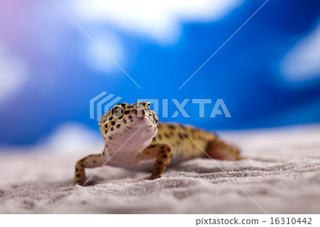 The gecko, bright colorful vivid theme The gecko, bright colorful vivid theme 16310442