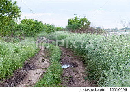 Dirt road and high grass around 16310696