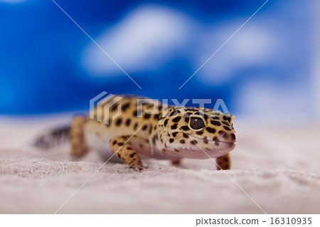 Gecko in a blue sky background 16310935