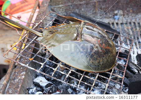 Grill horseshoe crab on Stove Grill horseshoe crab on Stove 16311177