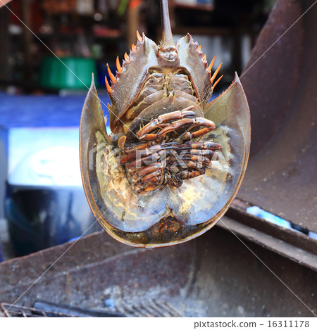 Prepared fresh horseshoe crab Prepared fresh horseshoe crab 16311178
