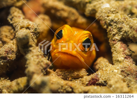 Joefish Joefish 16311264