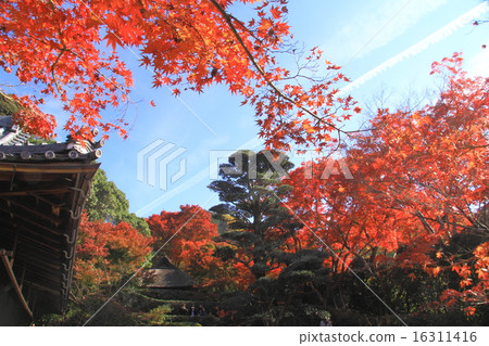 Autumn leaves of Konfukuji (Kyoto) garden 16311416