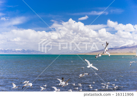 青海湖,青海,中國 青海湖,青海,中國 16311906
