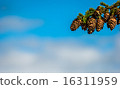 pine cone on a branch 16311959